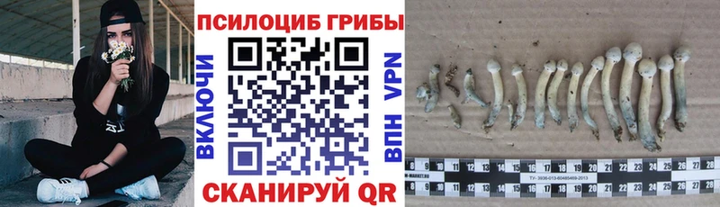 Галлюциногенные грибы Psilocybine cubensis Рыльск